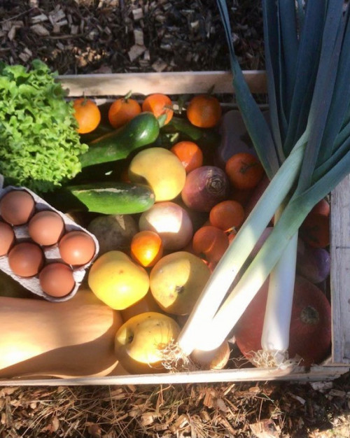 PANIER DE FRUITS ET LEGUMES DE SAISON.