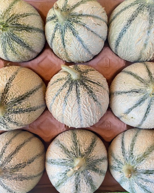 MELON