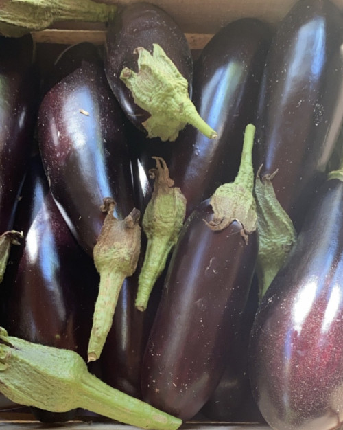 AUBERGINE NOIRE FPL