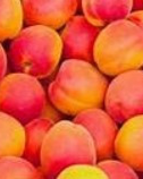 Abricots