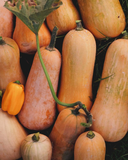 BUTTERNUT FRANCE PRODUCTION LOCALE  Pieces