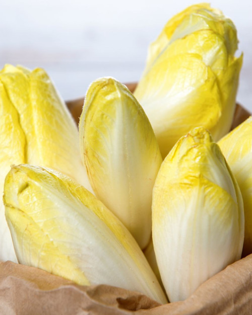 ENDIVE FRANCE