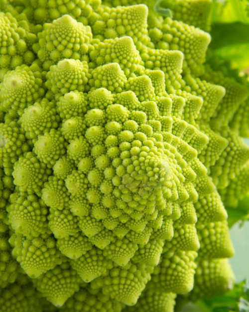 CHOUX ROMANESCO