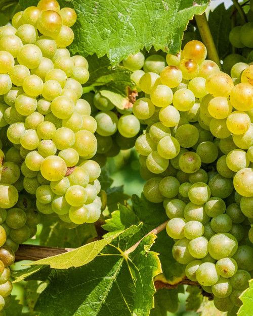 Raisin blanc 
